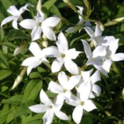 Absolue de Jasmin Grandiflorum - 30 gr