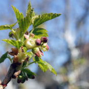 Extrait CO2 de Bourgeons de Cassis Pays - 30 gr