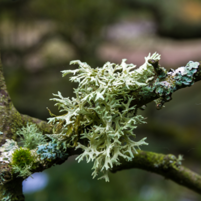 Oak moss Absolute (Low Atranol)- 30 gr